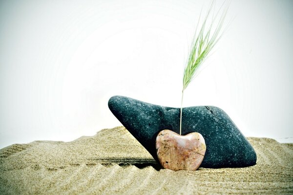 Ein Ährchen ist zwischen Steinen und Sand gekeimt