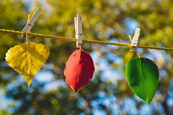 Three colors of autumn leaves on a background of trees