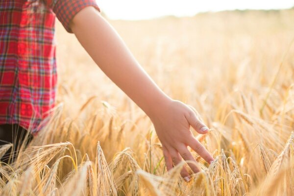 Il bambino cammina e tocca le spighette di grano in crescita con le mani