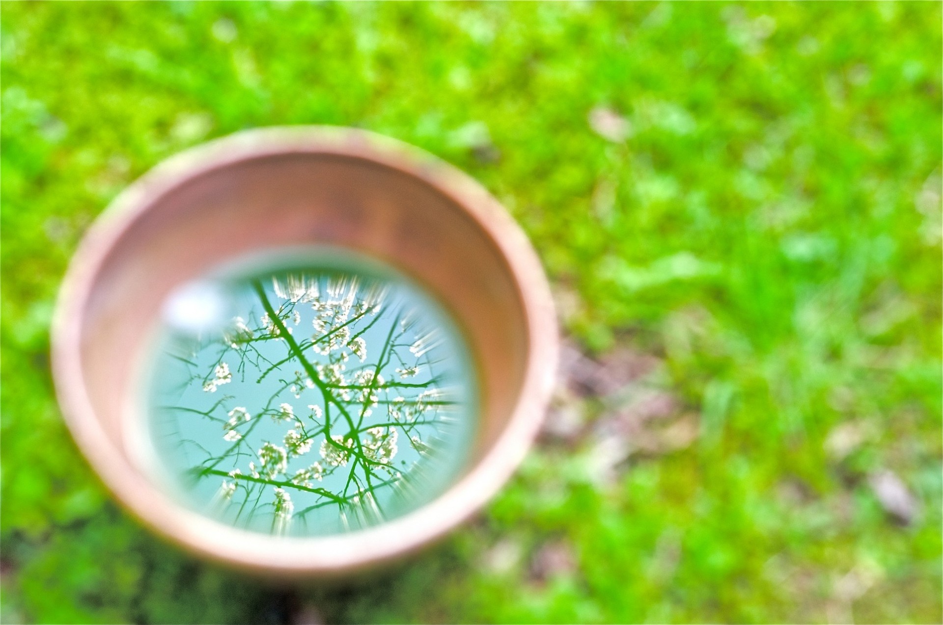 cup reflection spring tree