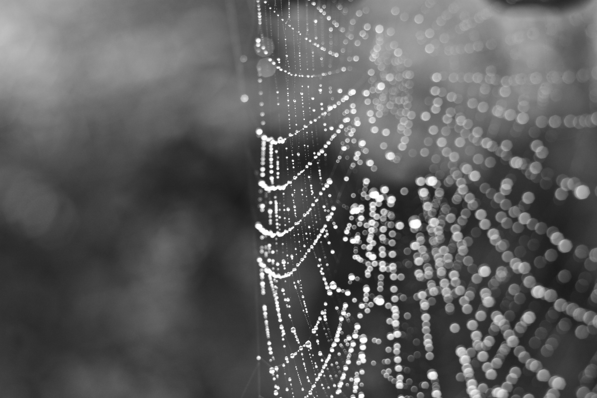 tela de araña blanco y negro luz