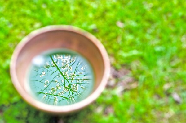 Riflesso dei ramoscelli fioriti in primavera