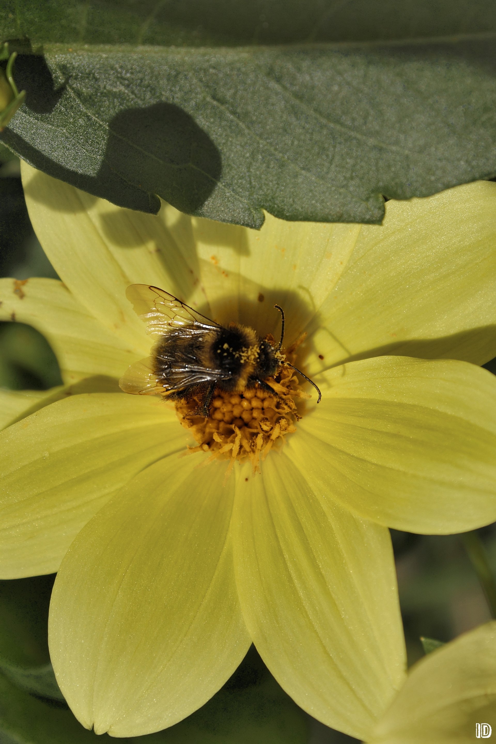 fiori animali natura macro kviti twarini lito komakhi miele jmil pelustki