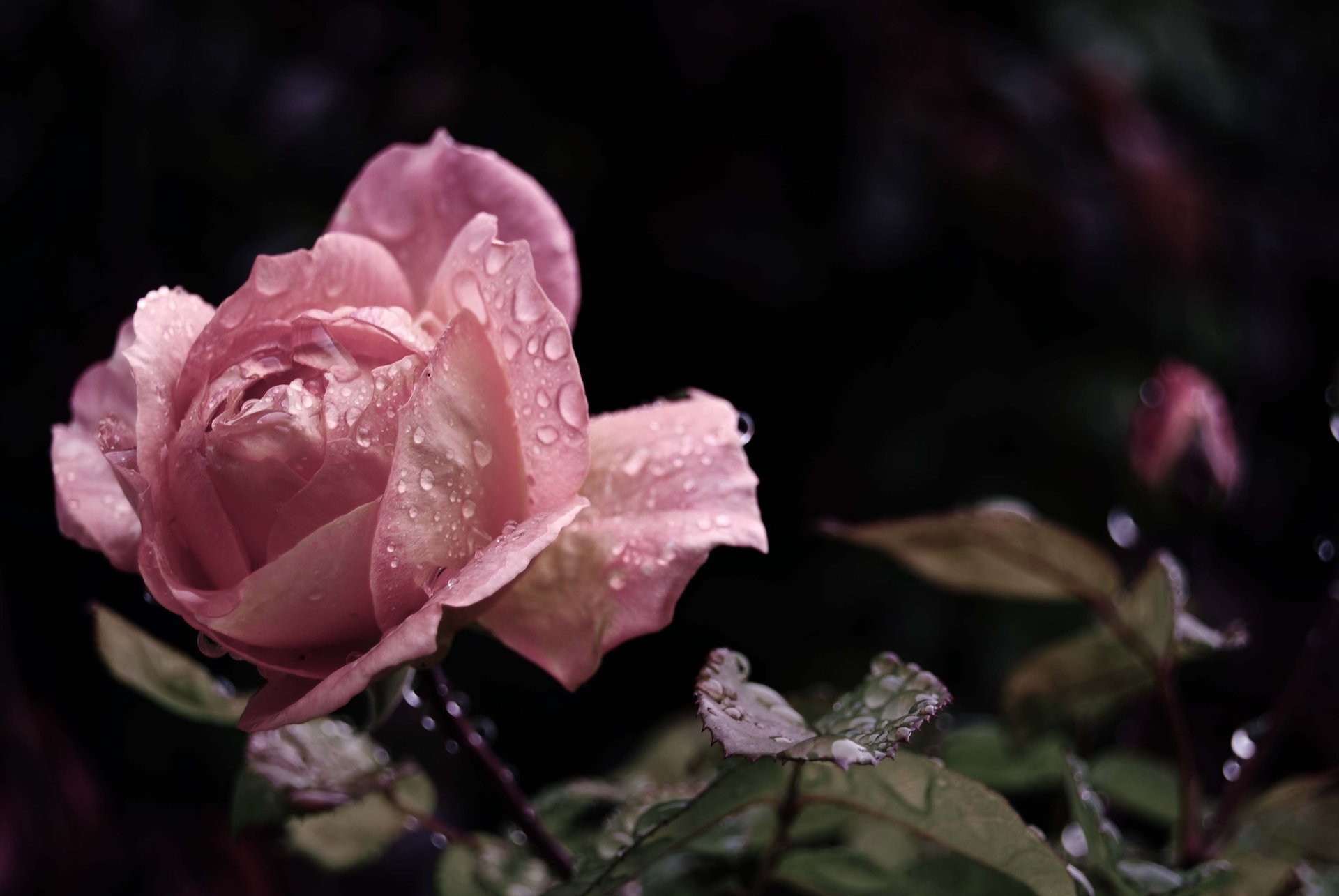 rosa gocce bocciolo rosa foglie fiore petali