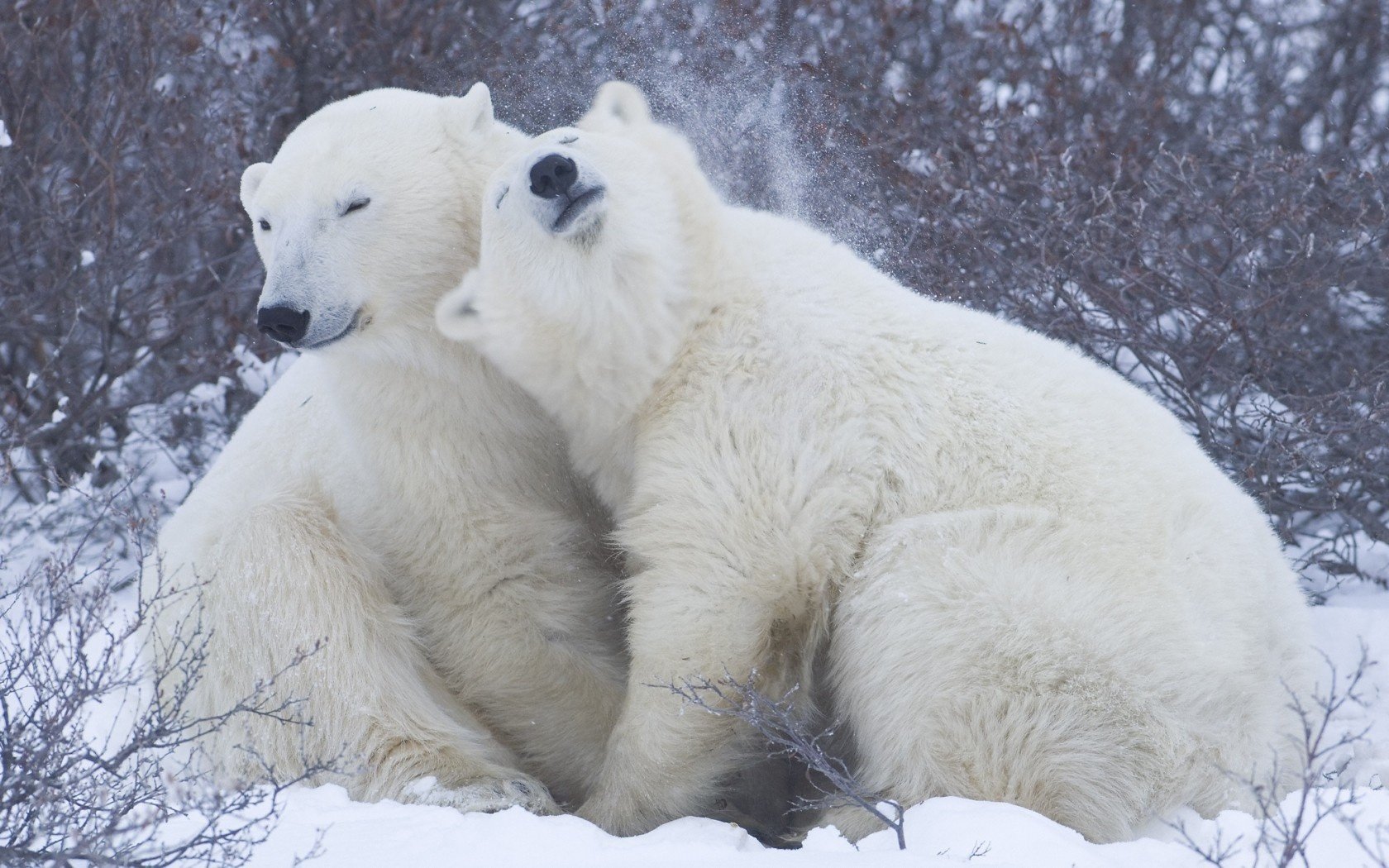 blanco nieve osos