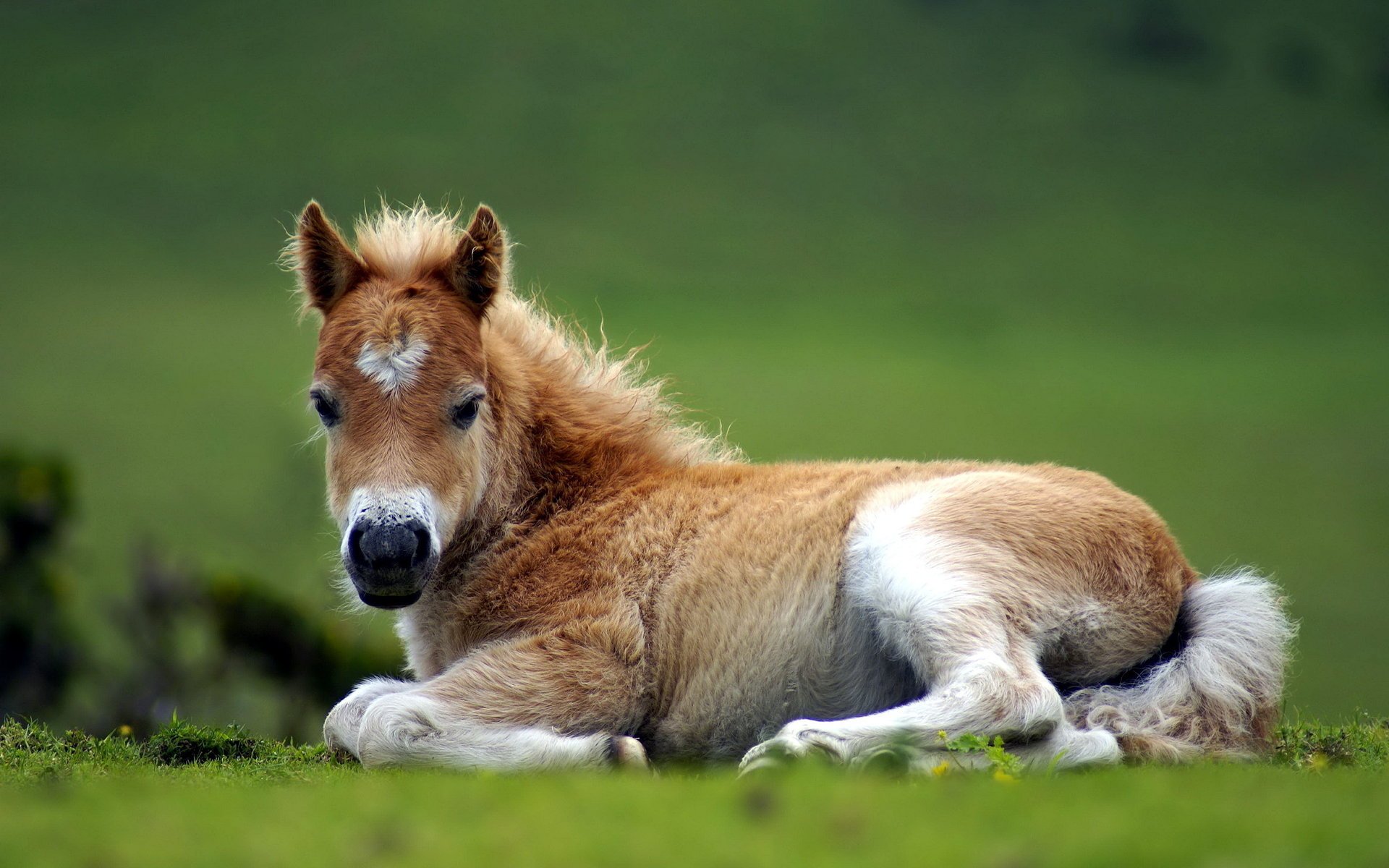 horse nature foal