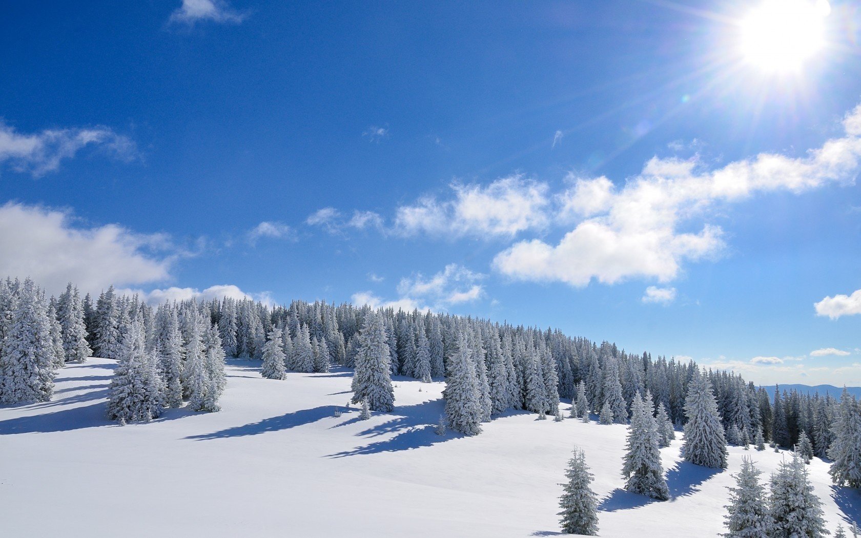 neige forêt soleil hiver arbres