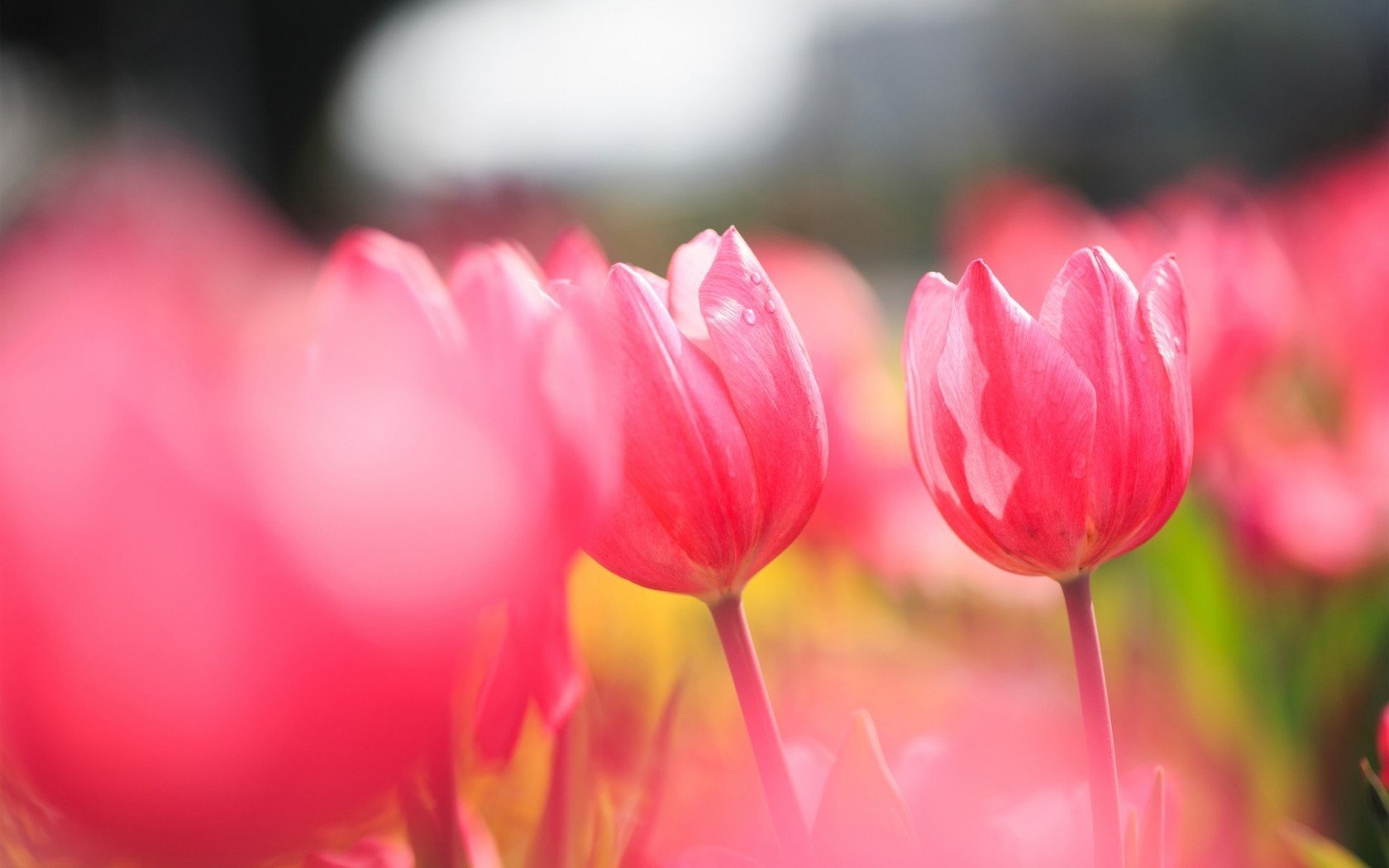 unny tulips field pink