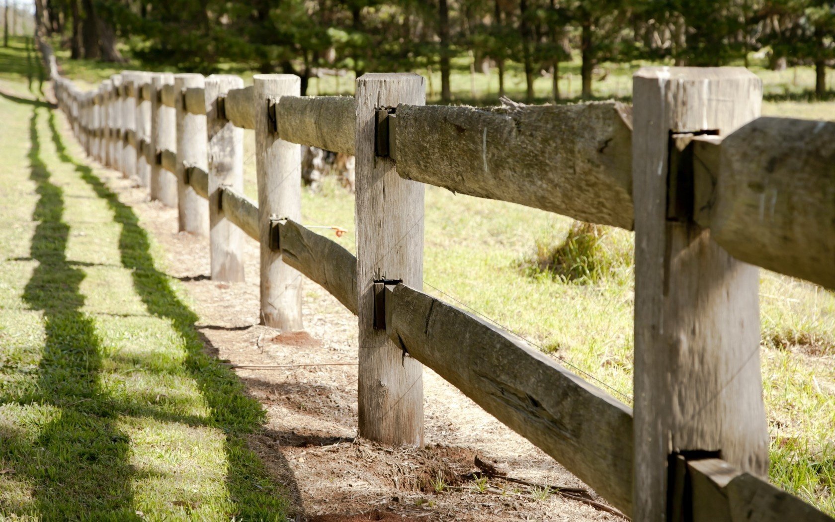 the fence summer nature