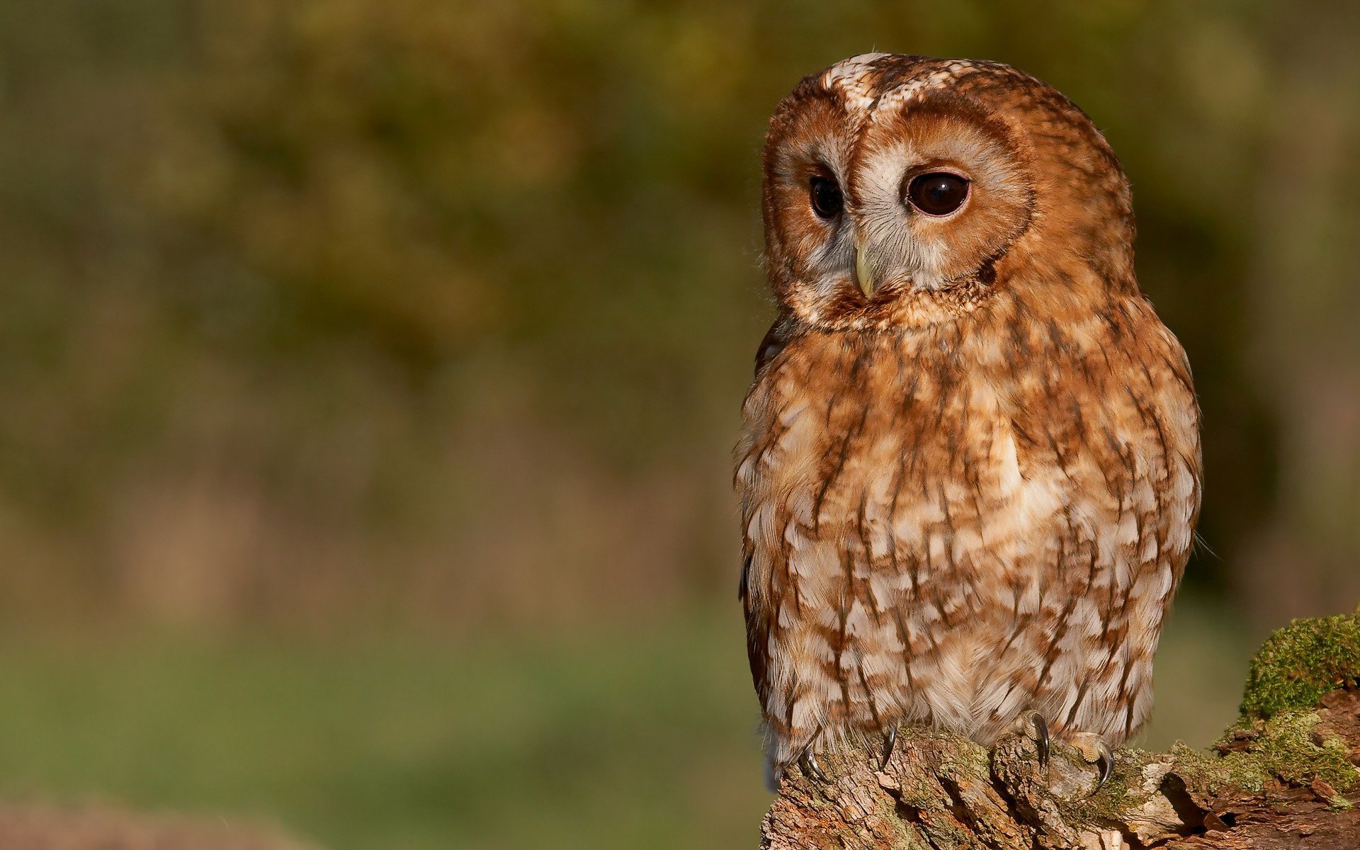 mousse arbre griffes hibou vue