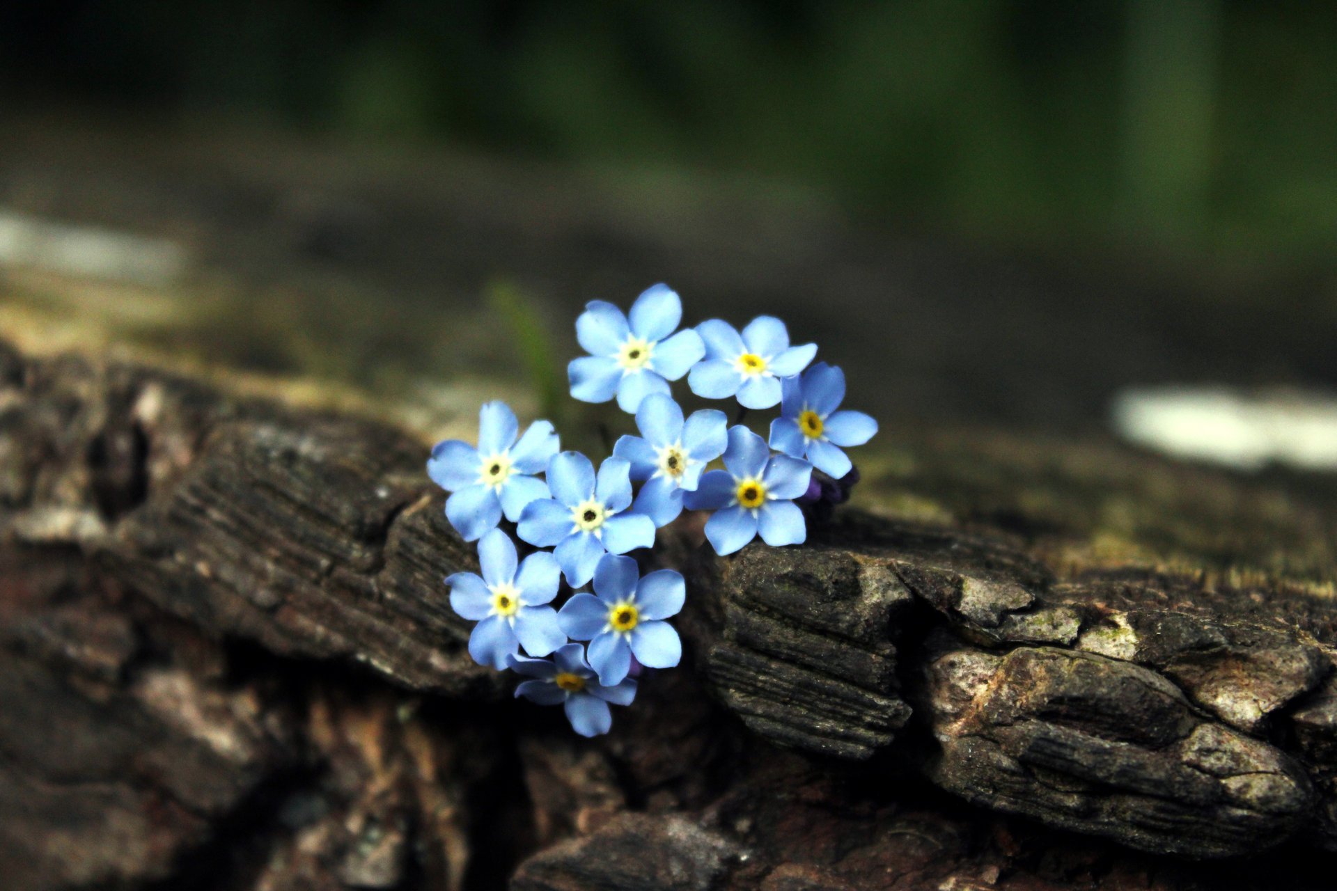 nontiscordardime marrone legno fiori blu