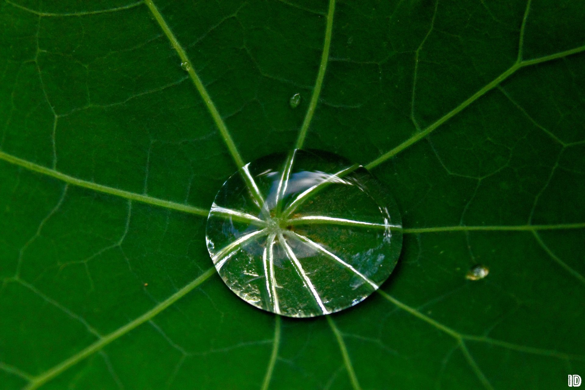 makro blatt tau tropfen foto