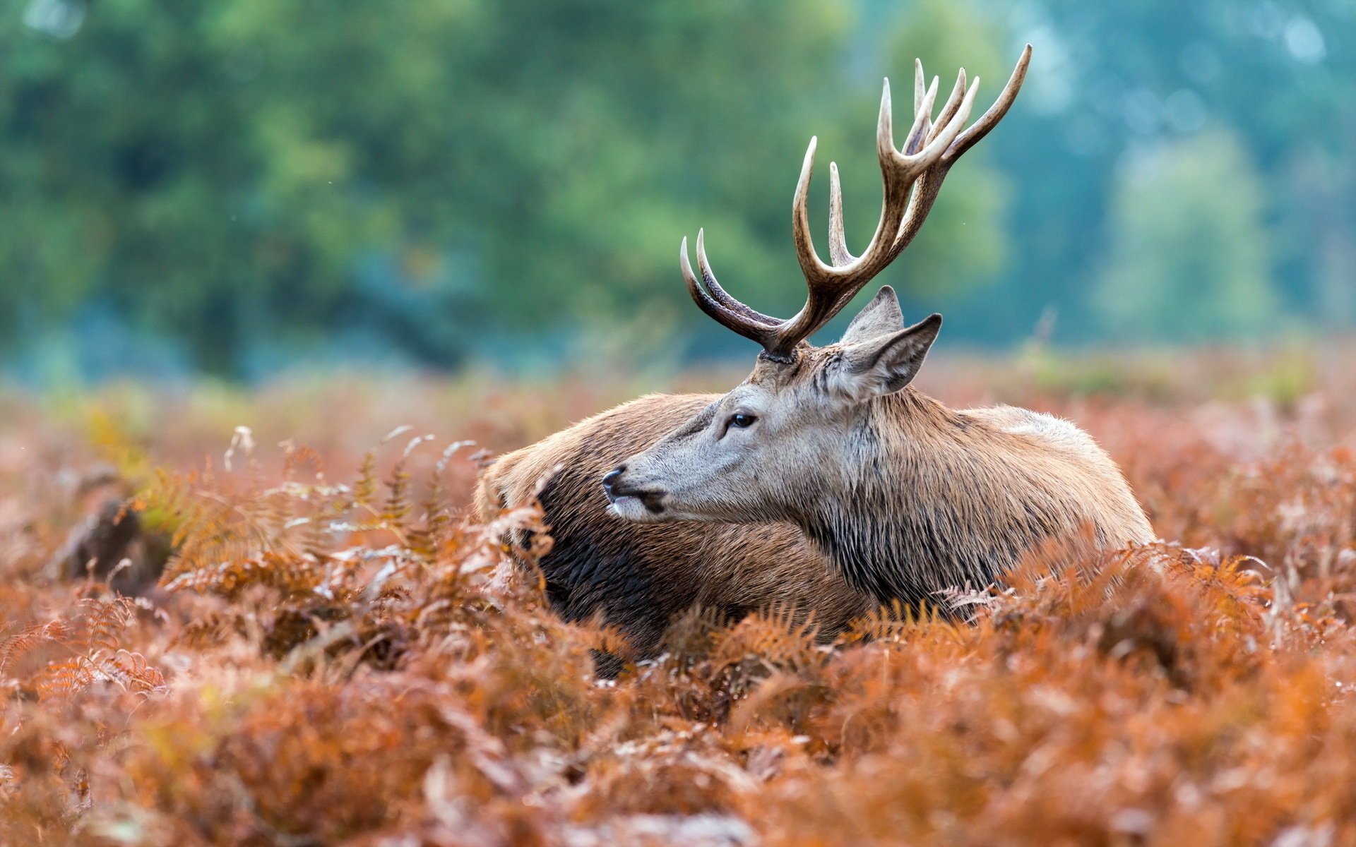 nature cerf fond