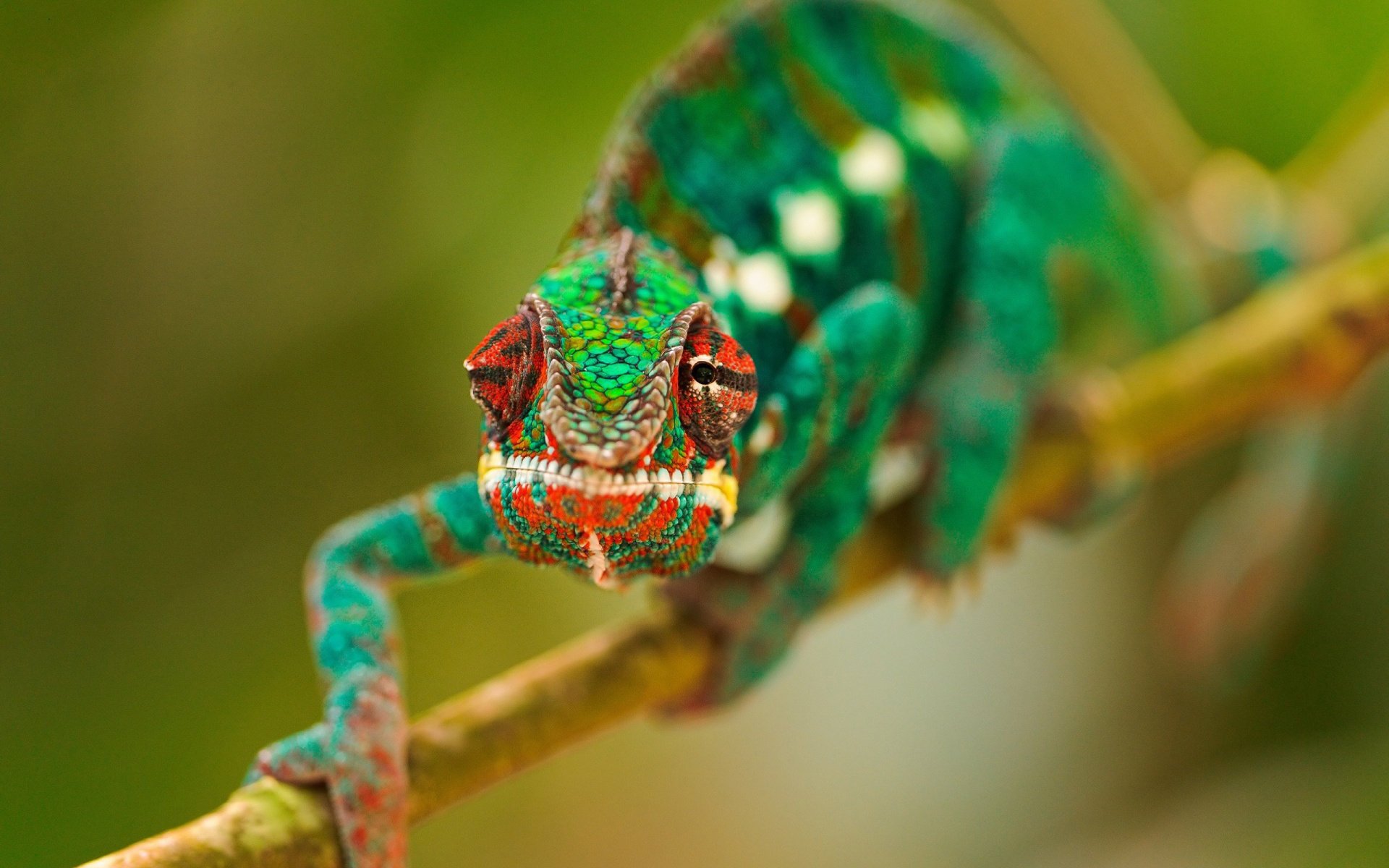 camaleonte ramo occhi verde