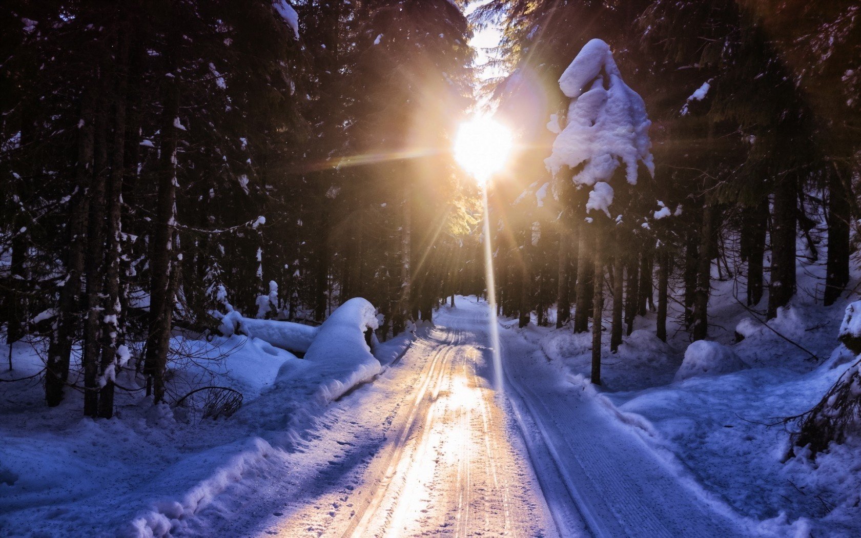 hiver route forêt