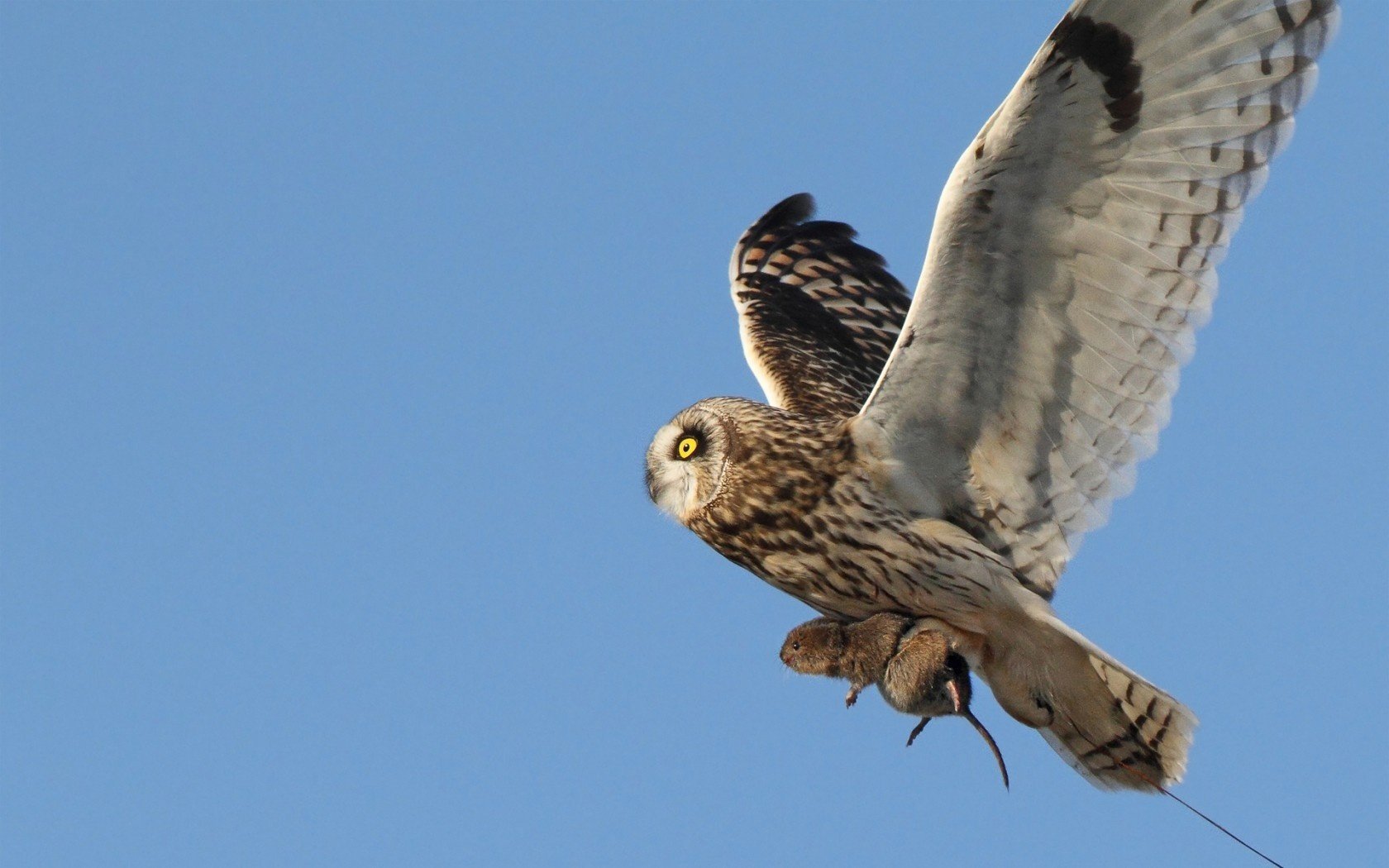 hibou nourriture proie oiseau rongeur chasse