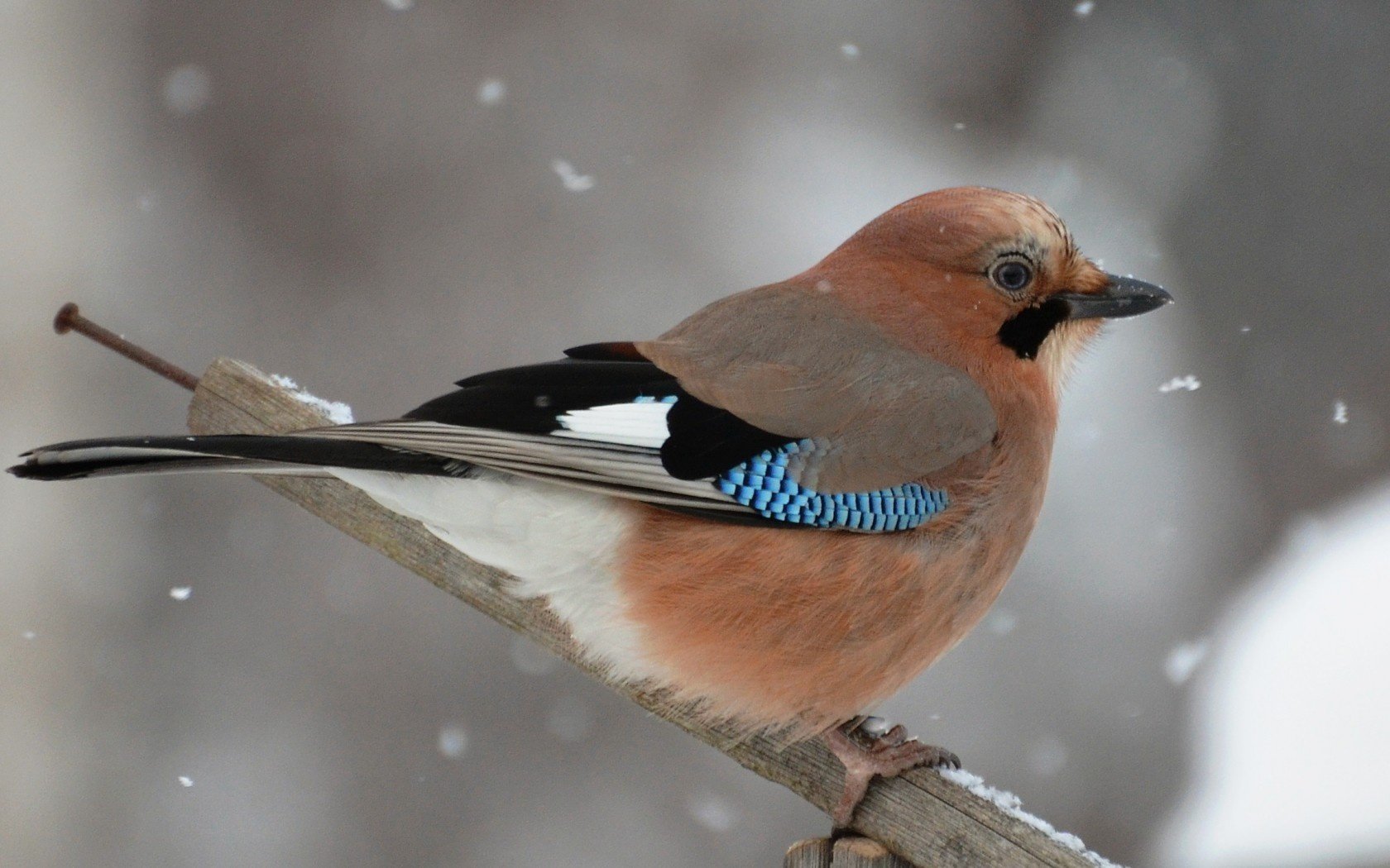 travesaño arrendajo invierno pájaro nieve