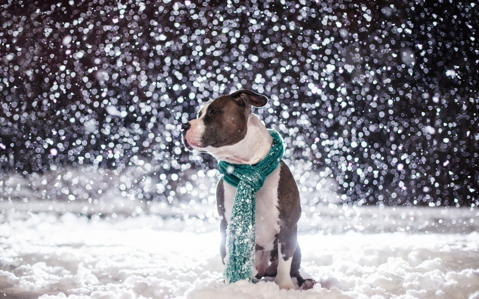 freund schnee hund