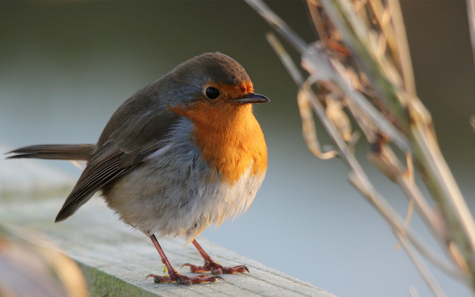 barre mise au point oiseau bois