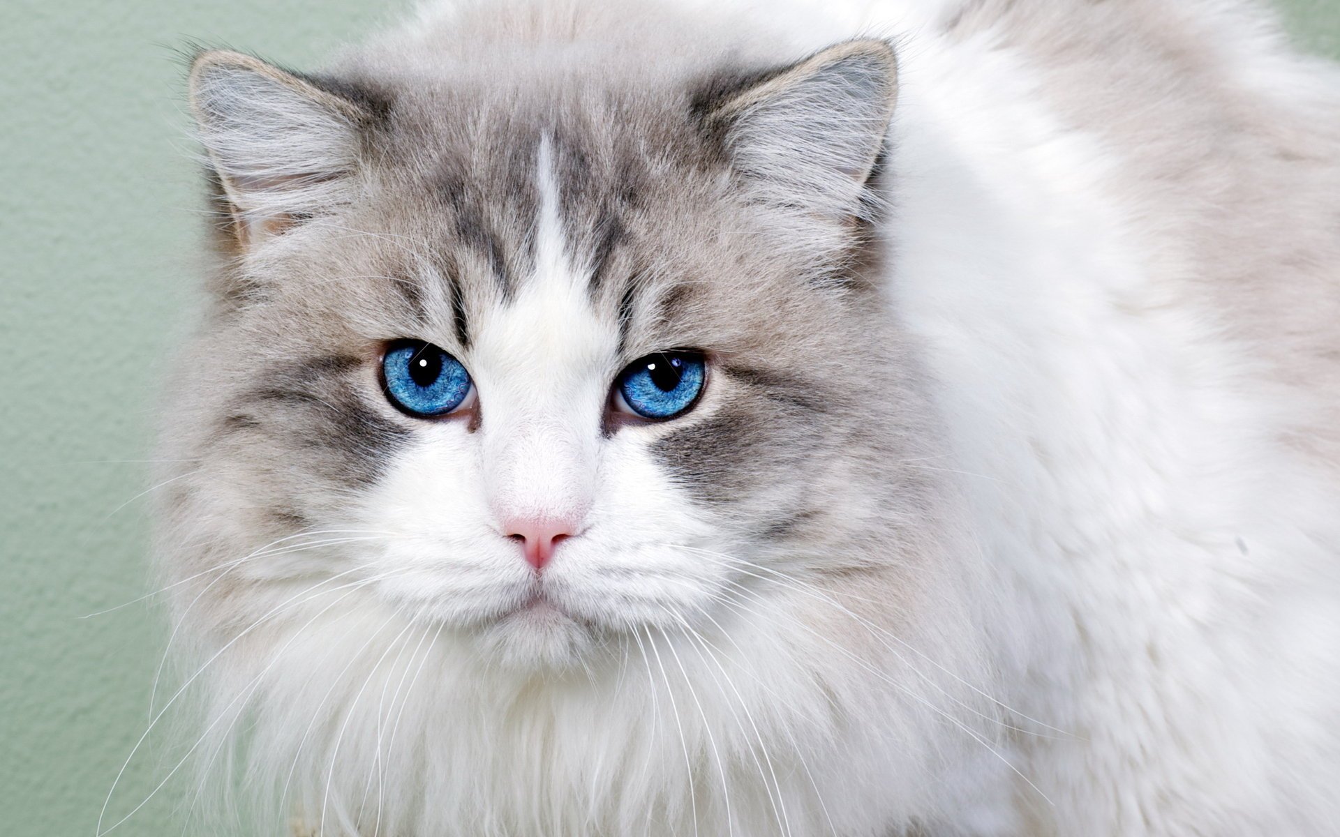 gato retrato mirada