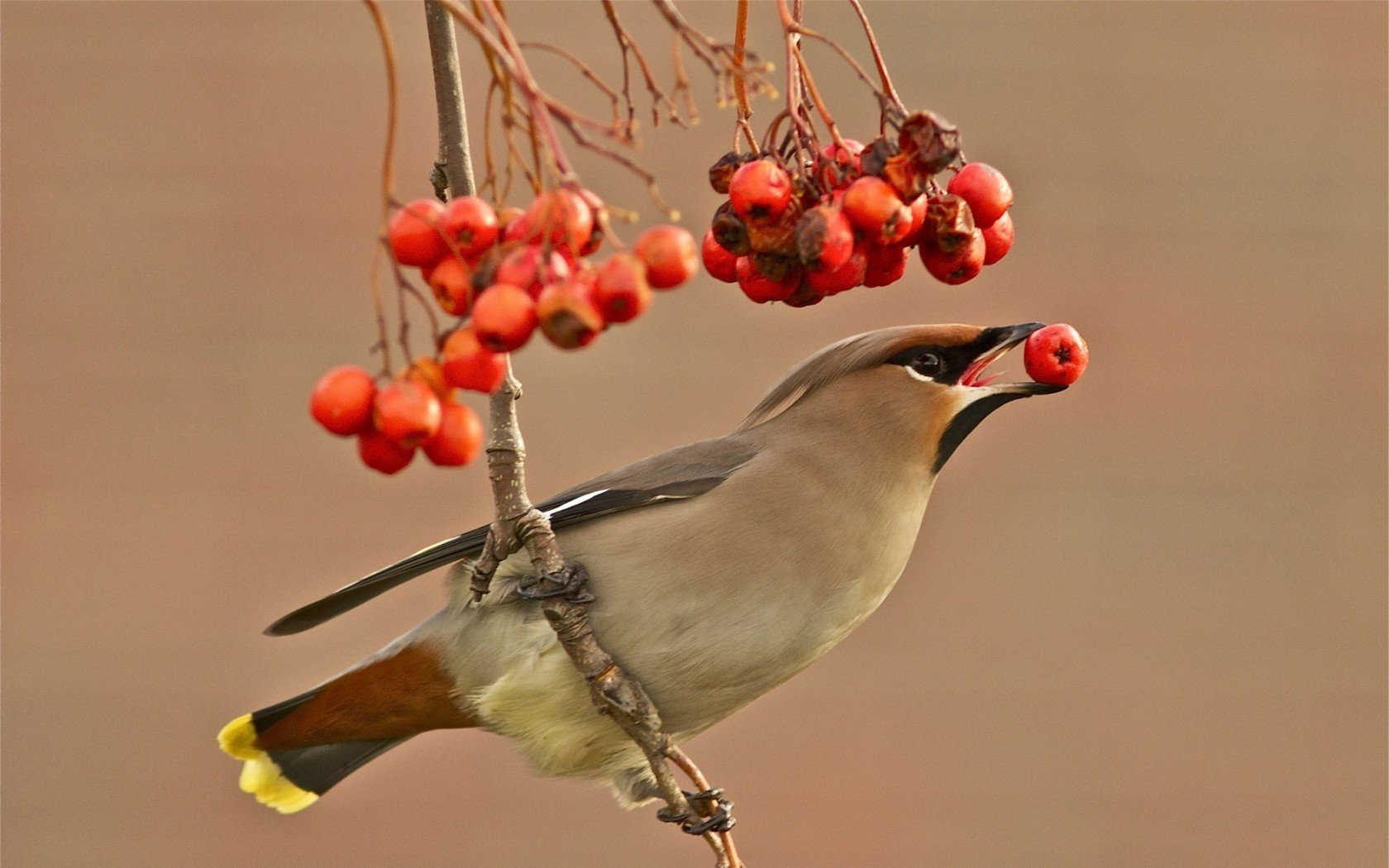 sfondo bacche waxwing uccello ramo