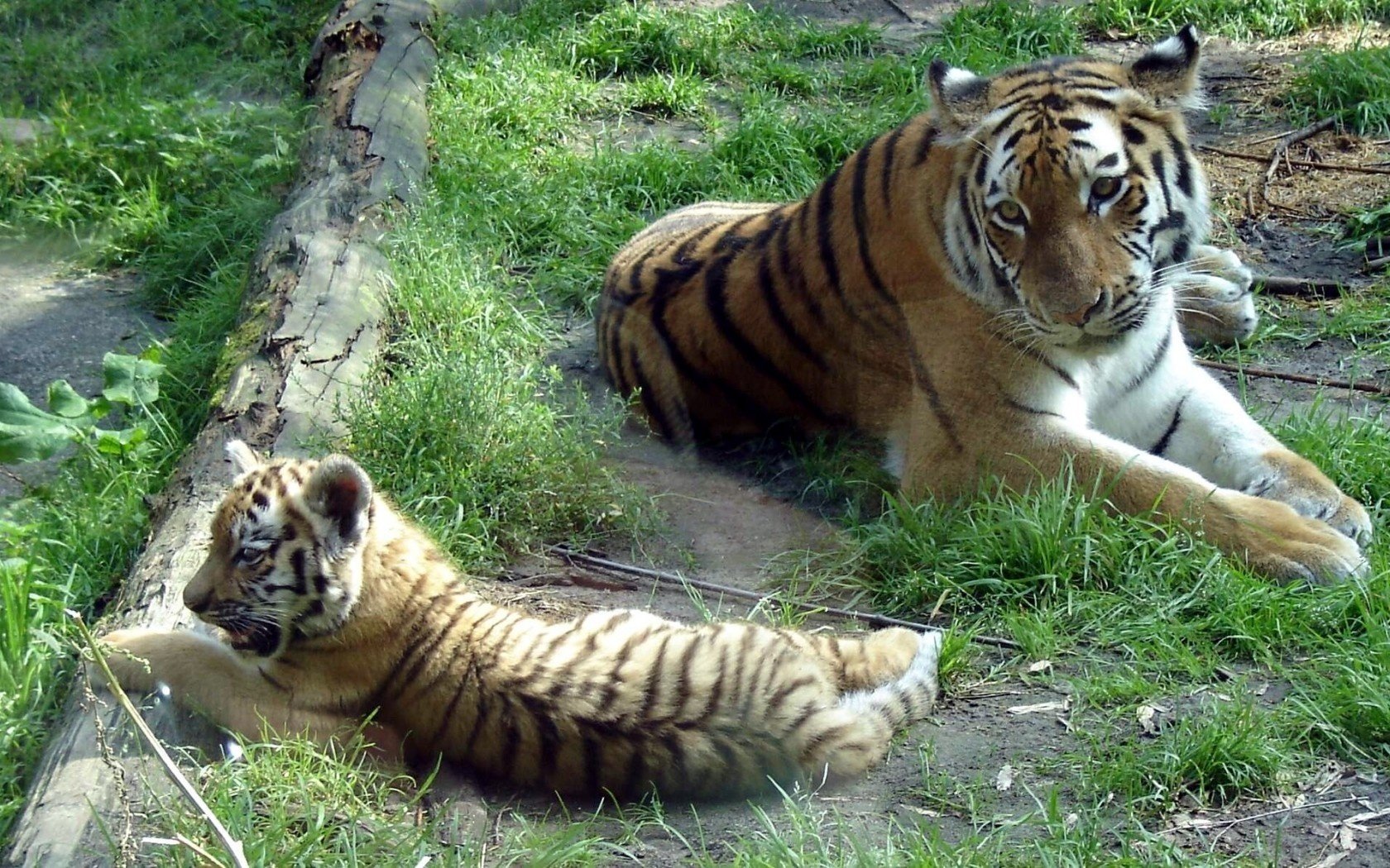 amur tigers panthera tigris white and brown bears siberian tiger