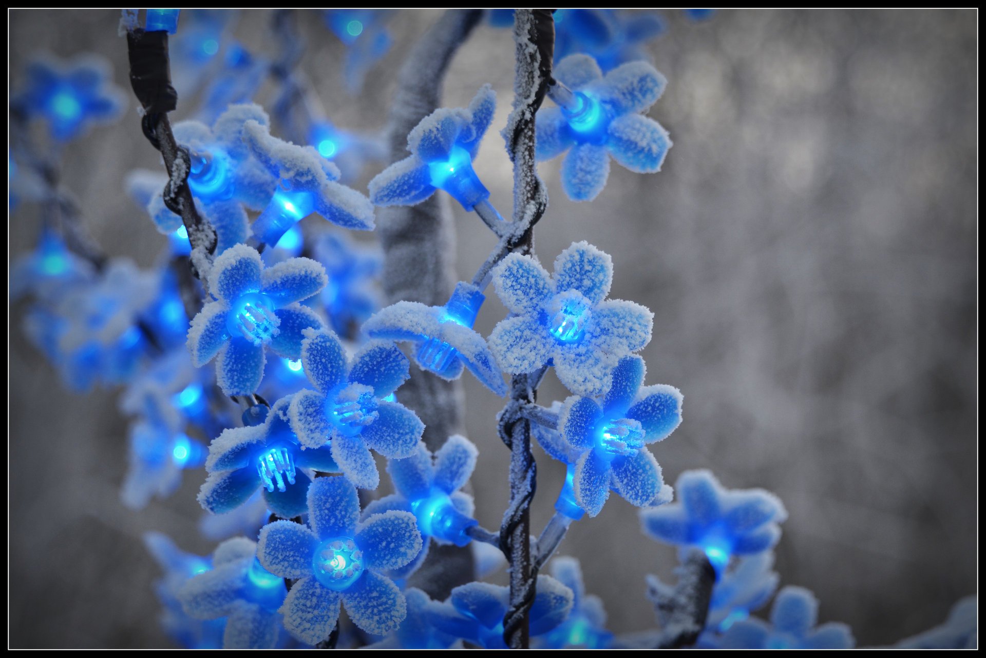 fiori gelo inverno neve lanterne