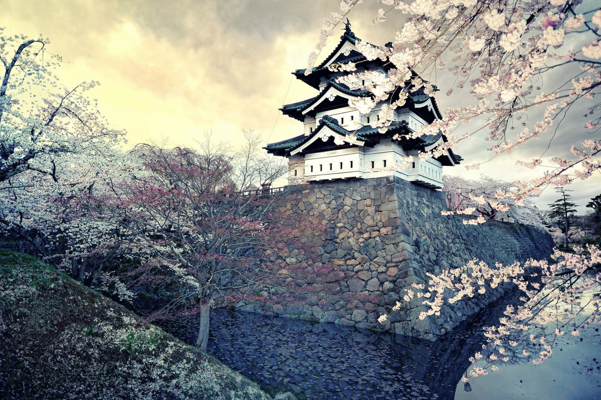 ciudad japón primavera sakura