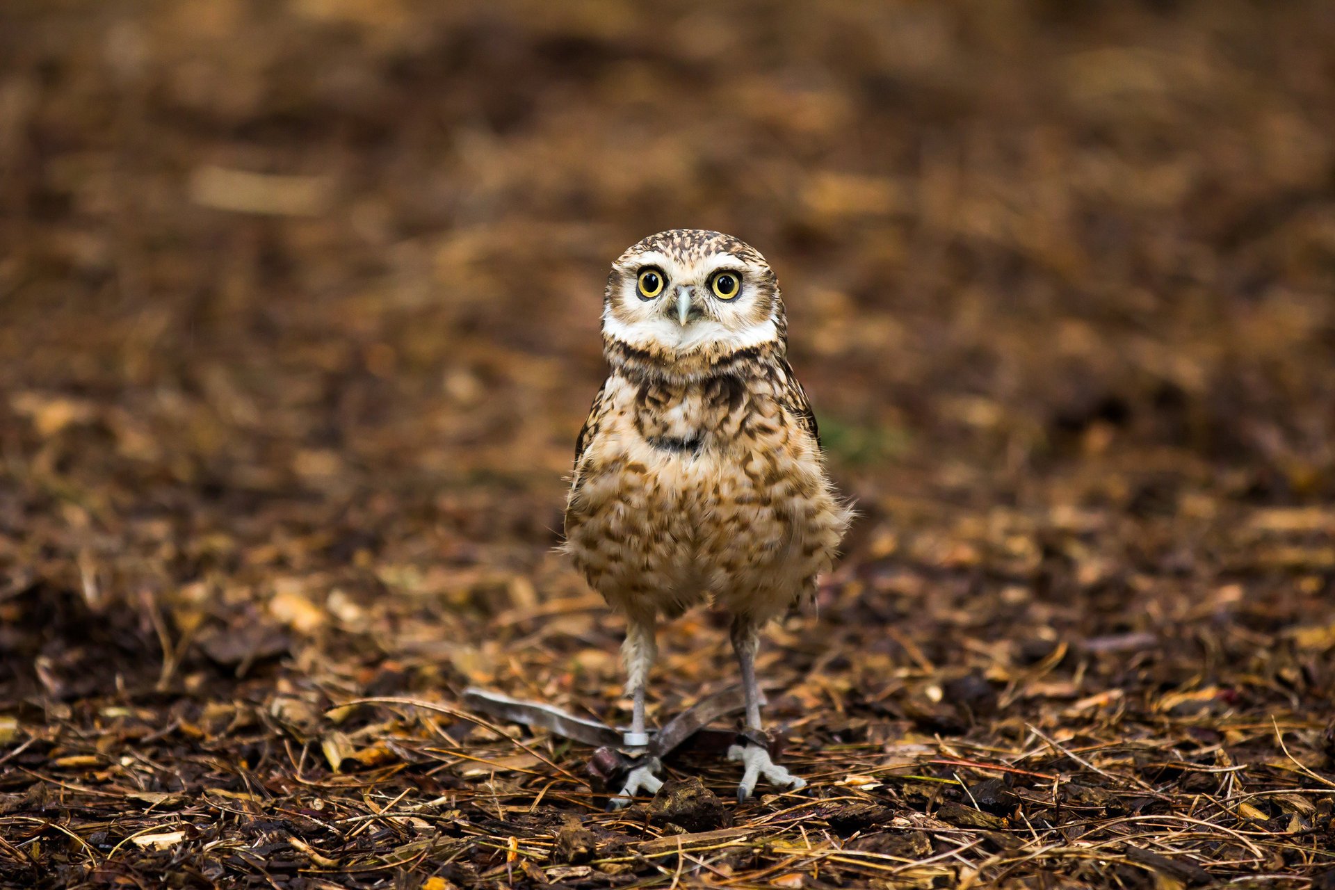 nature hibou fond