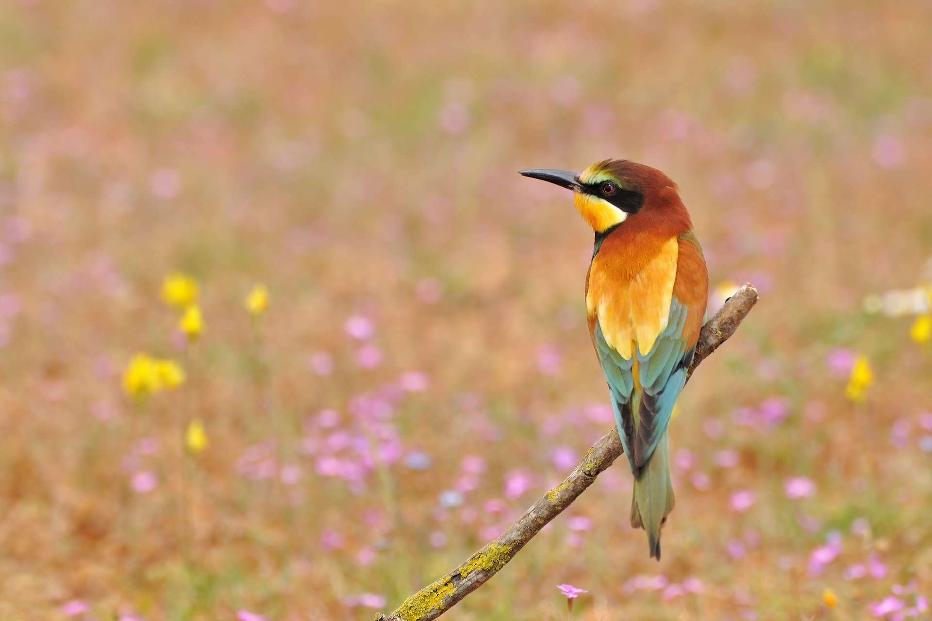 fleurs oiseau brochet doré apiculteur