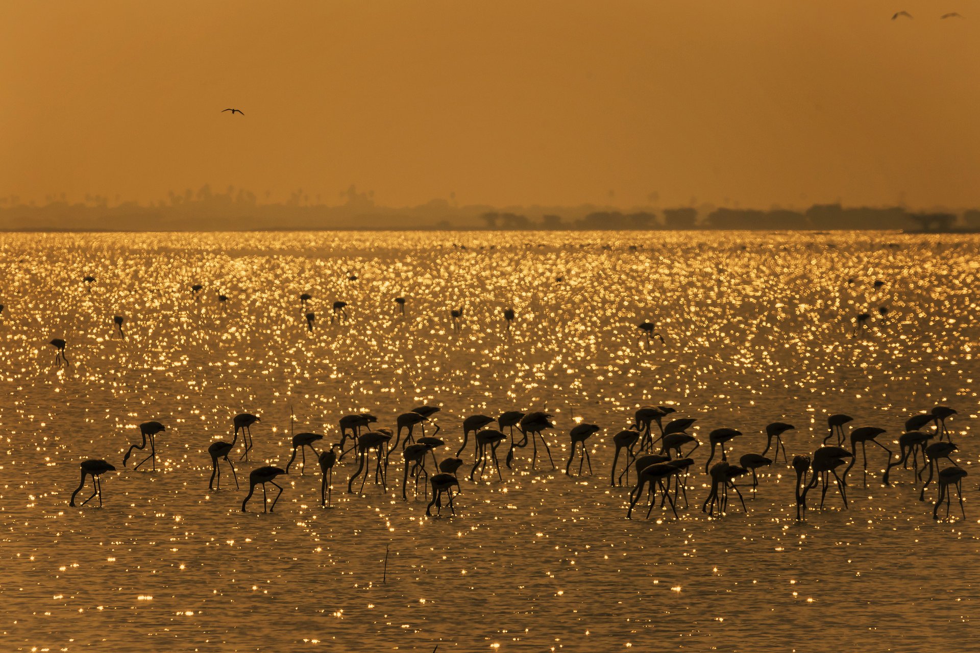 pulikat india lago uccelli fenicotteri