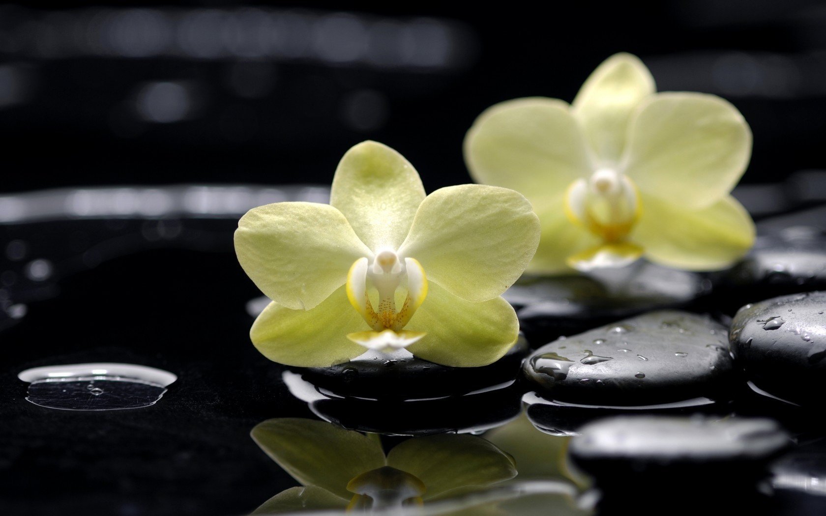 flowers yellow phalaenopsis orchids stones flat