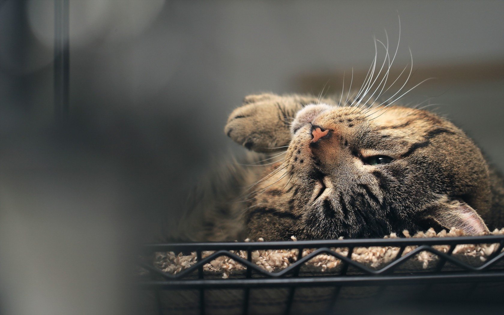 maison chat fond