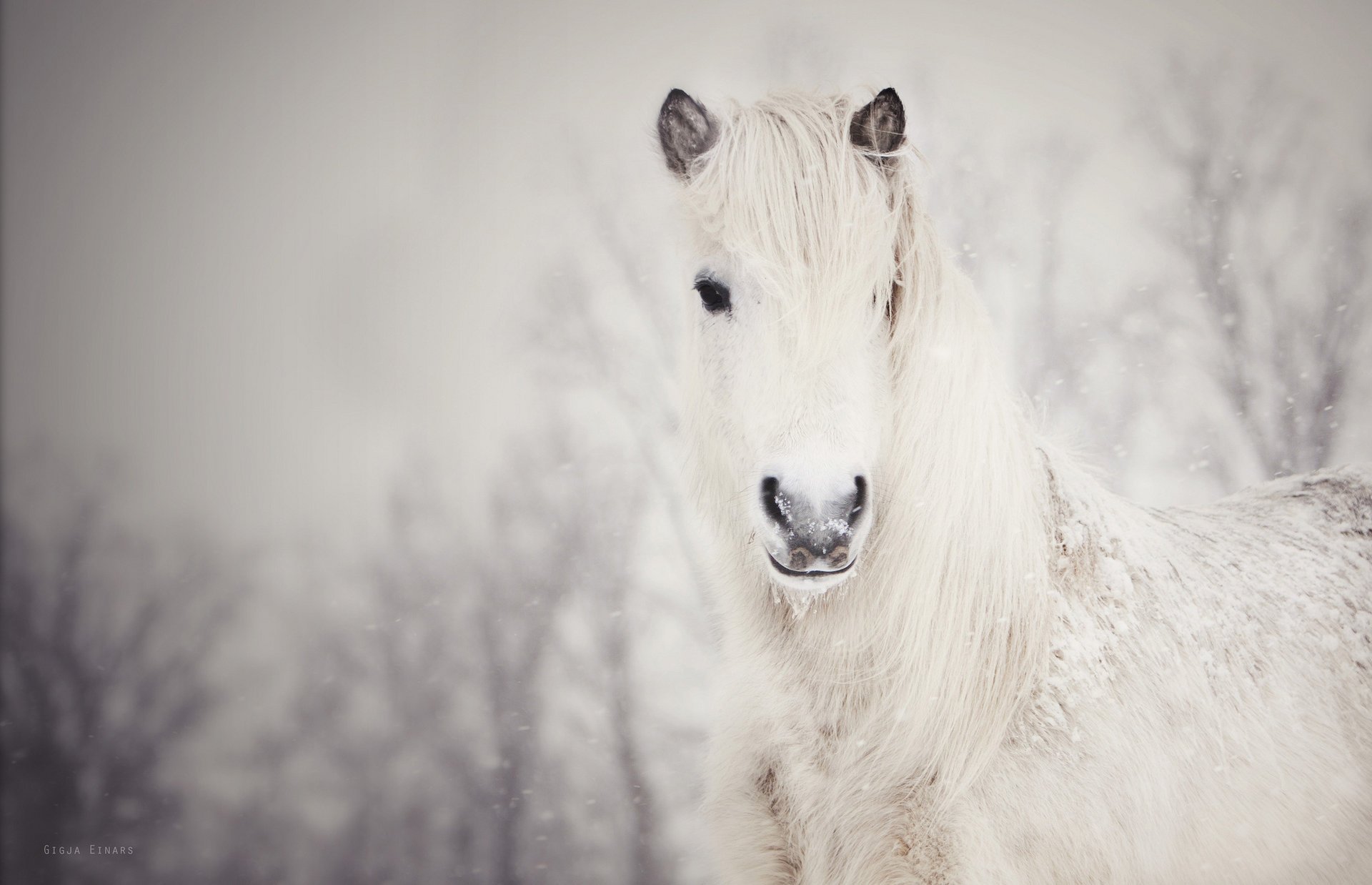 nieve nieve blanco caballo