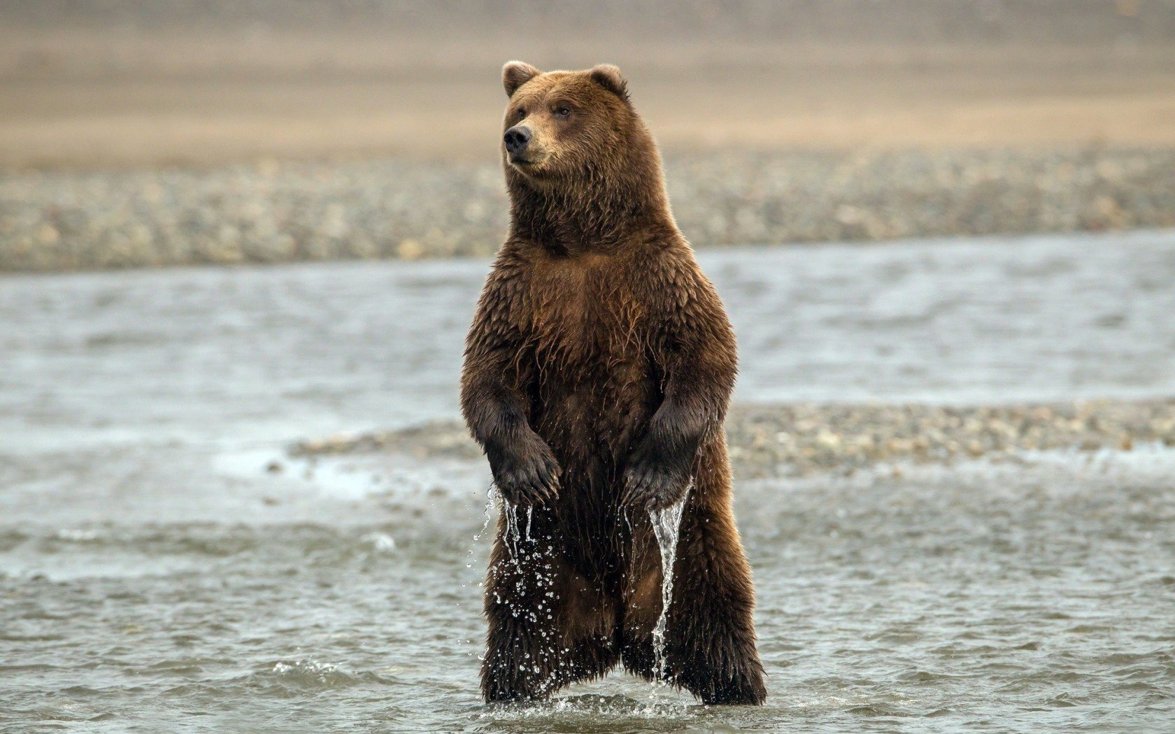 claws water bear stand paw