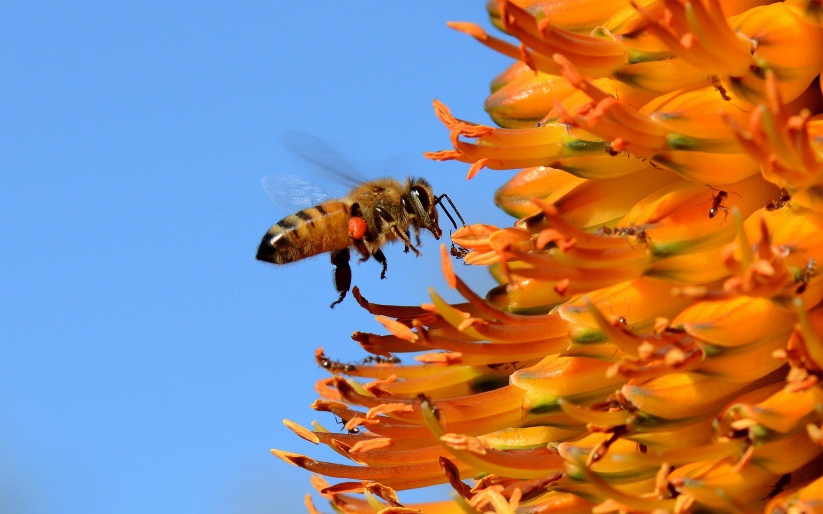 biene blume insekt himmel