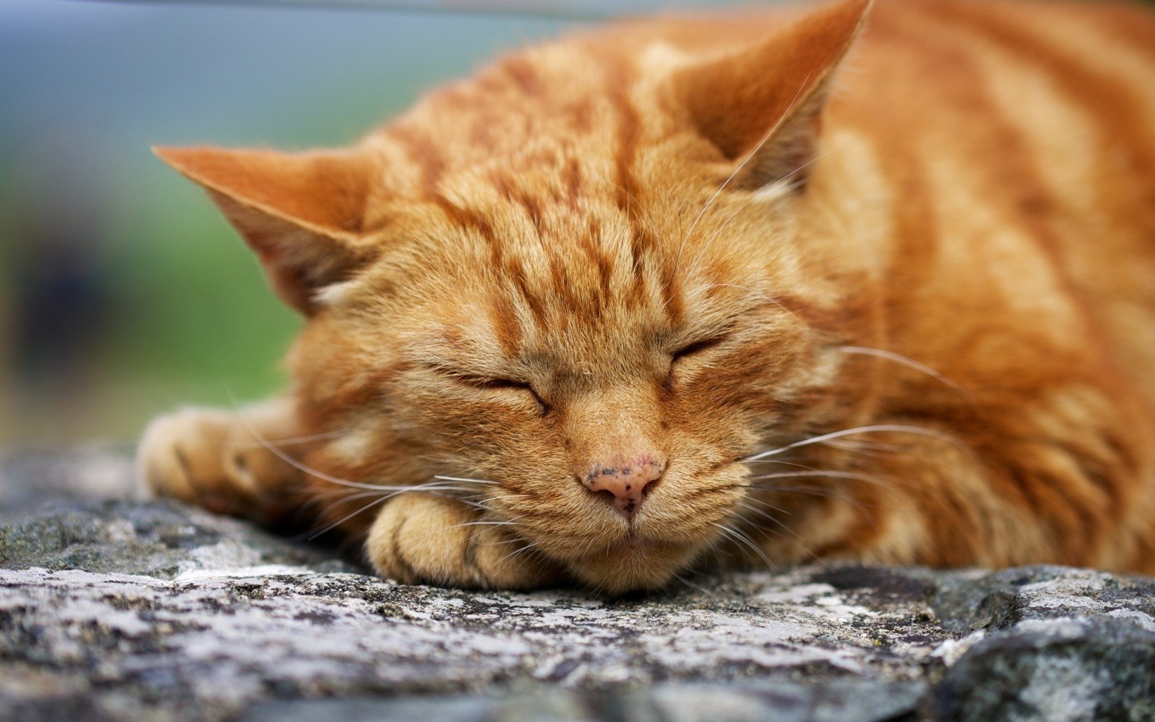 dormir chat gros plan rousse museau