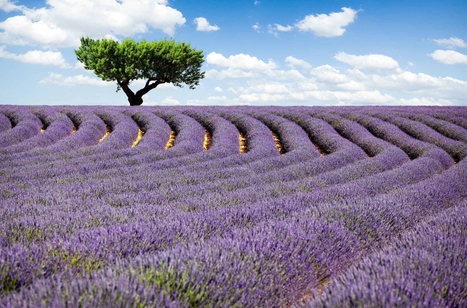 lavande fleurs champ ciel arbre