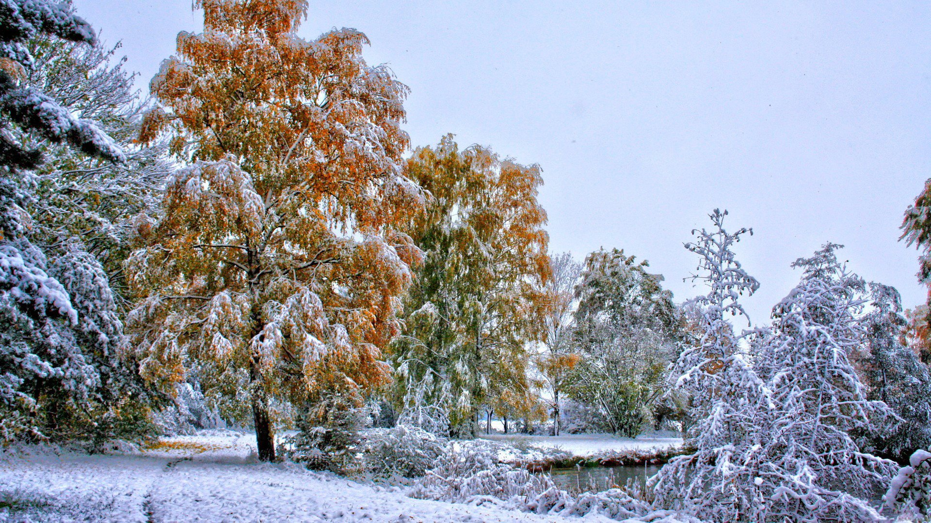 alberi foglie inverno neve