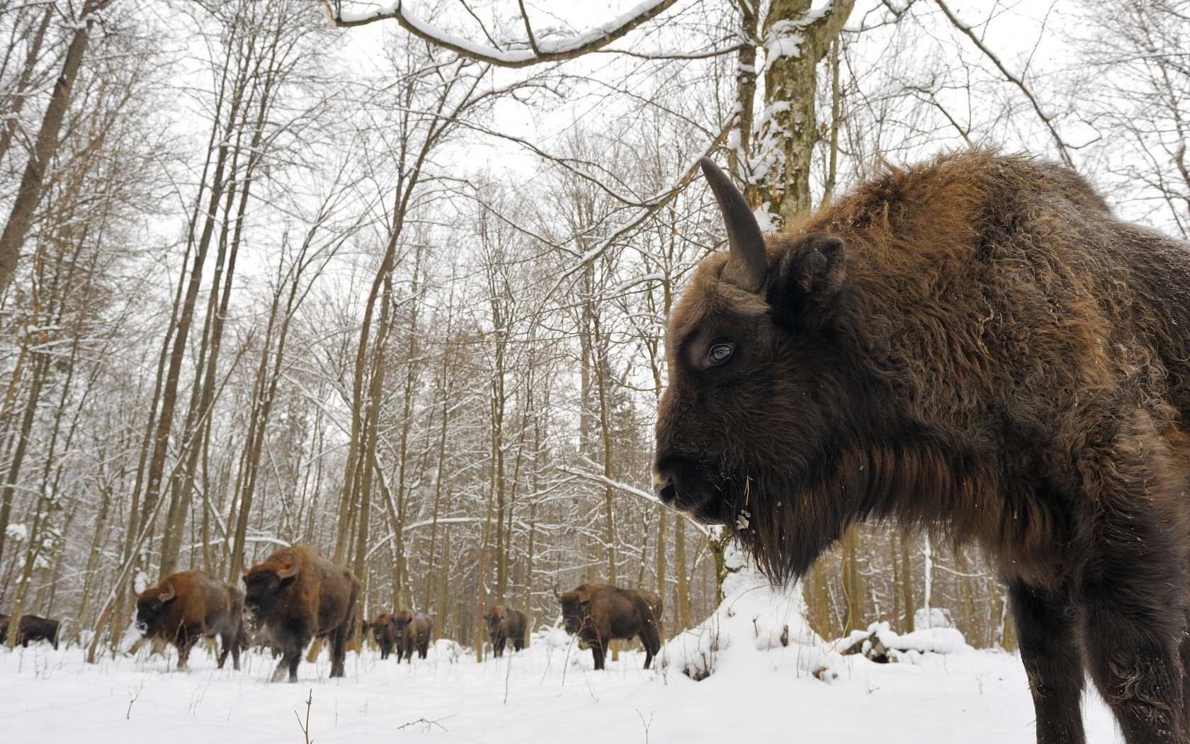 foresta di bialowieza bisonti mandria neve