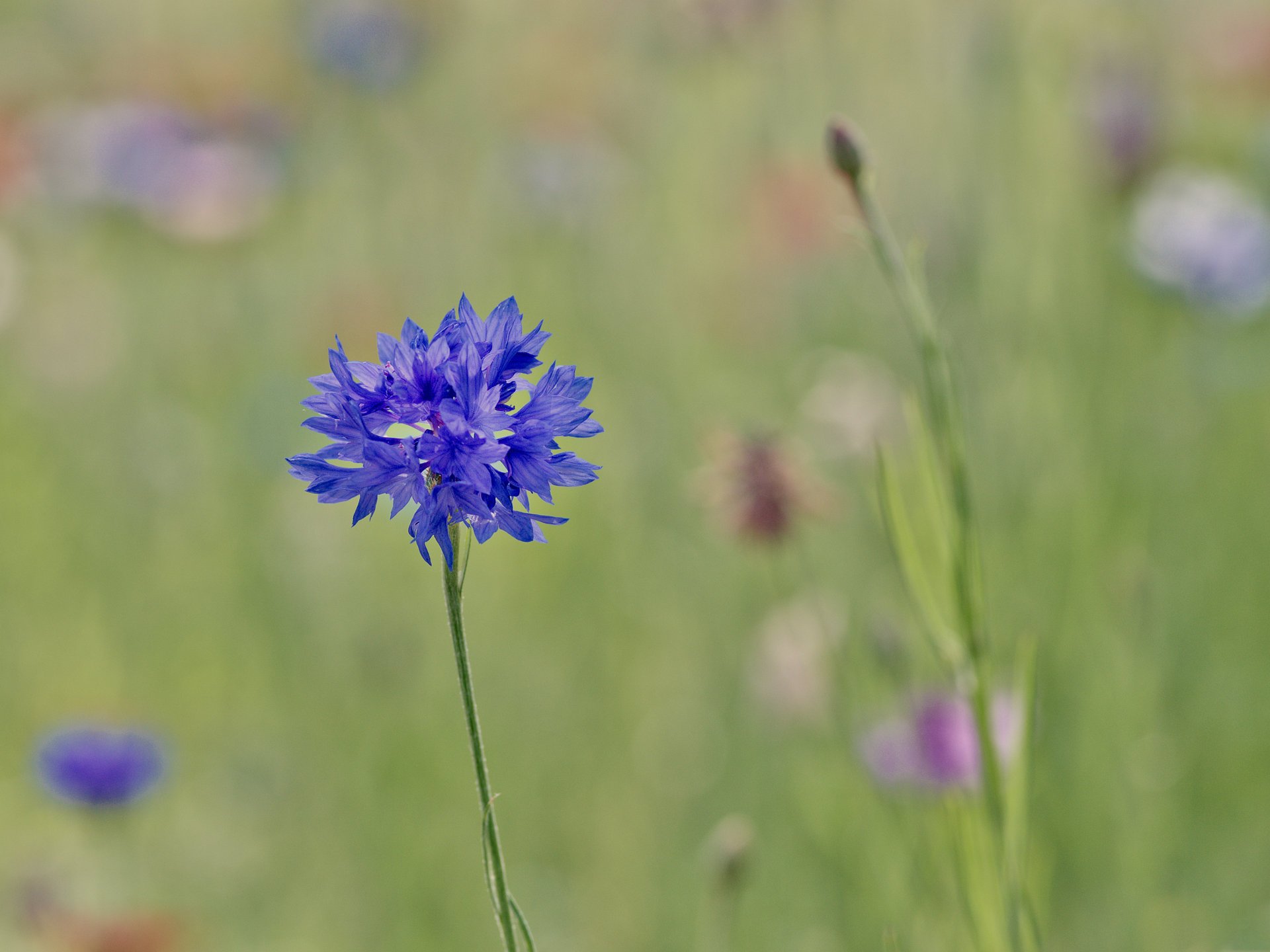 blue blur focus macro cornflower