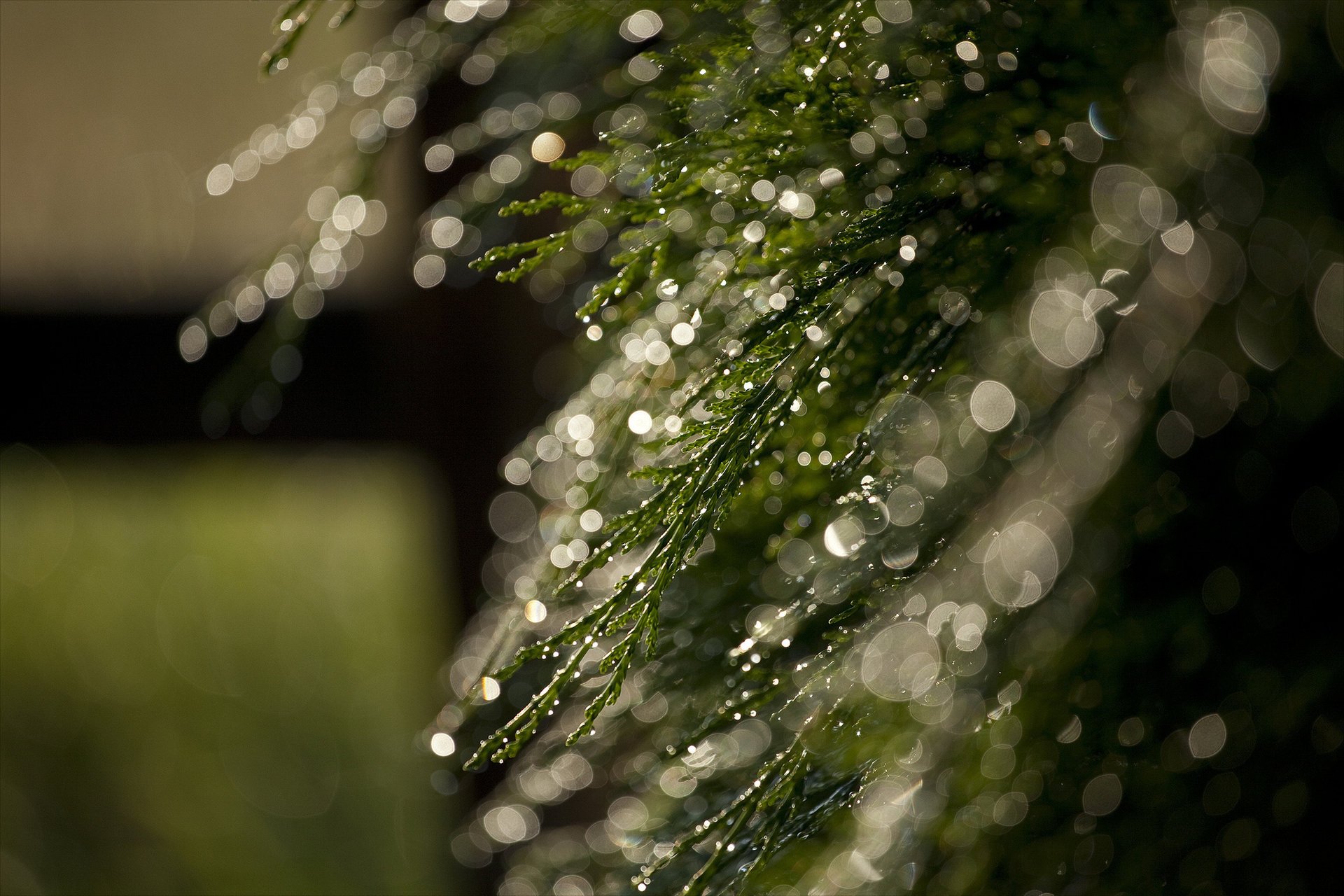 macro bokeh reflejos hierba rocío