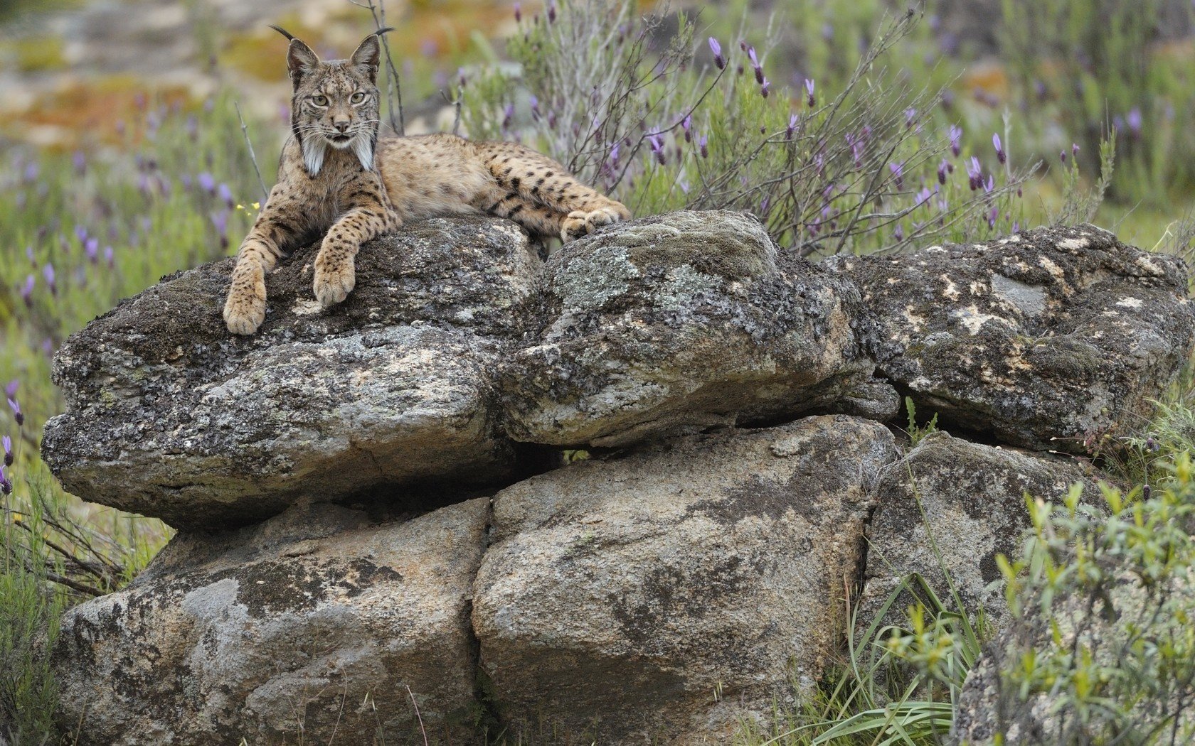 piedra lince descanso mirada