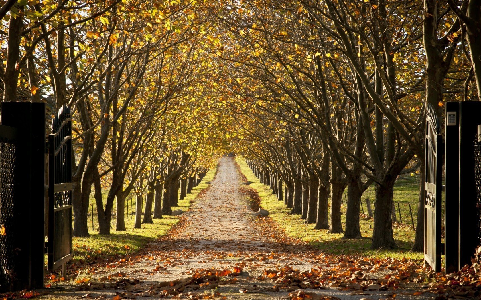 automne arbres paysage