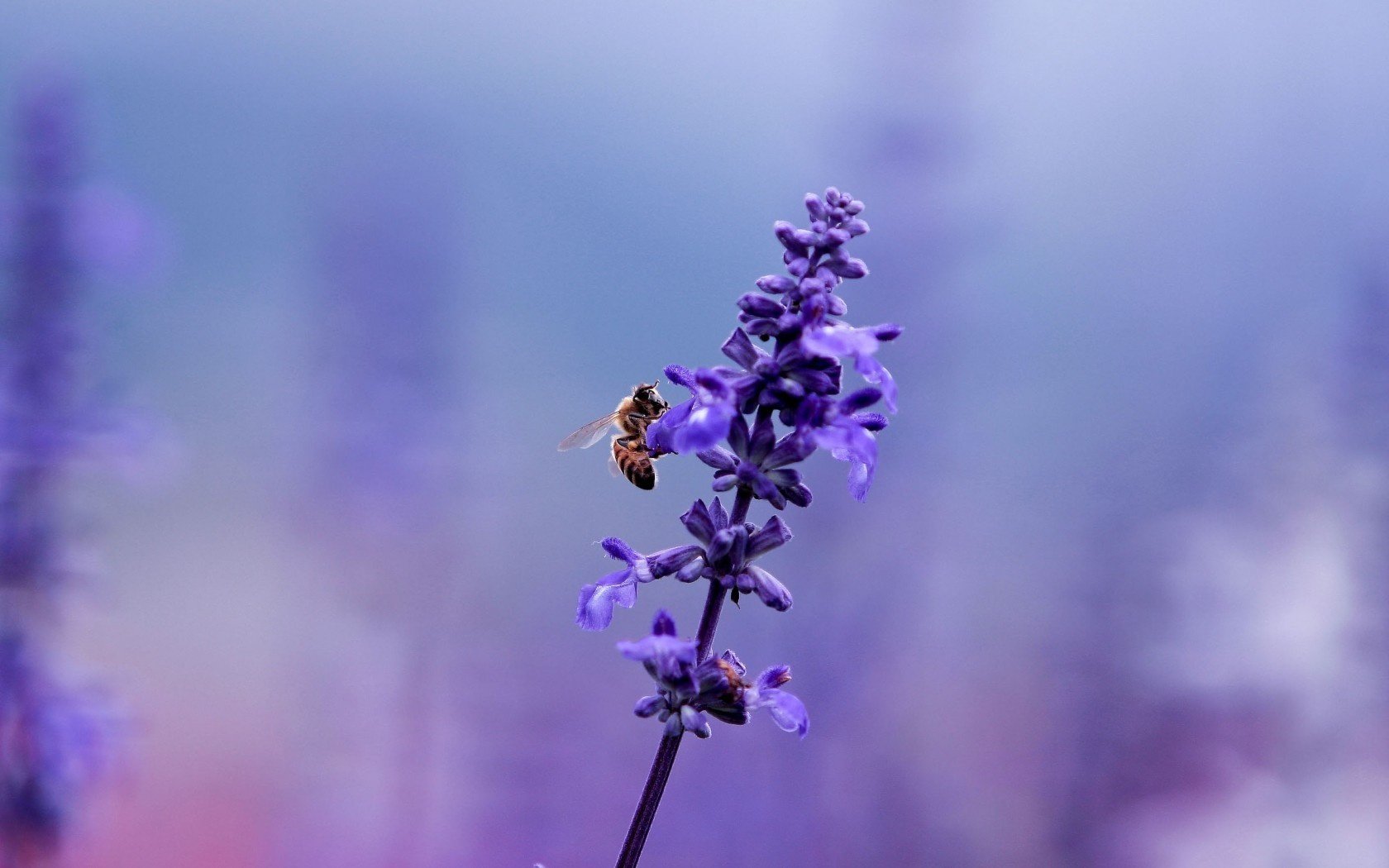 lavanda abeja flor planta