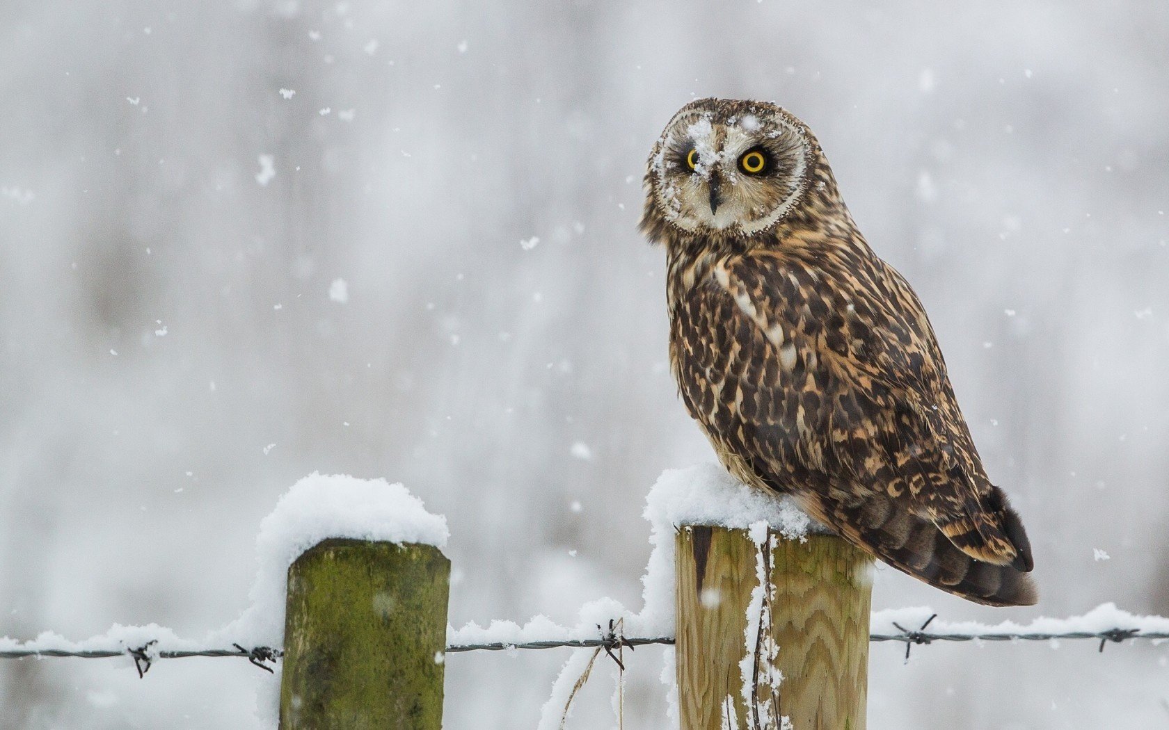 chouette des marais hiver neige oiseau