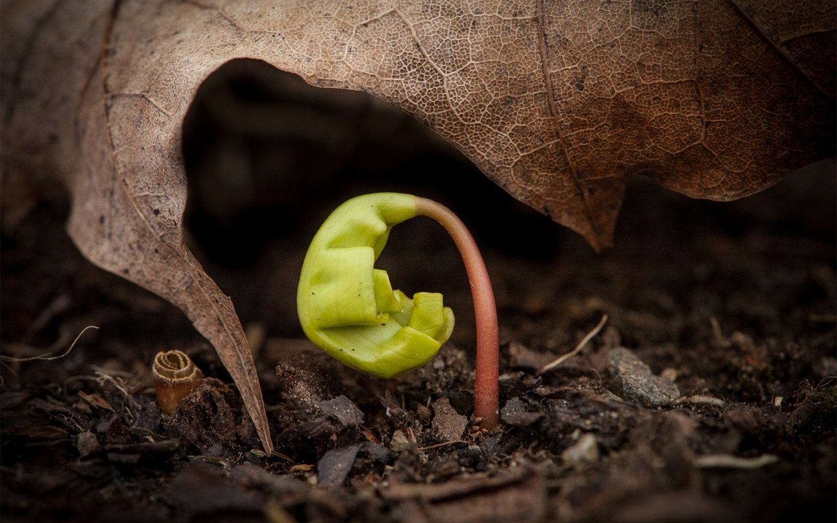 vert pousse plante feuille terre