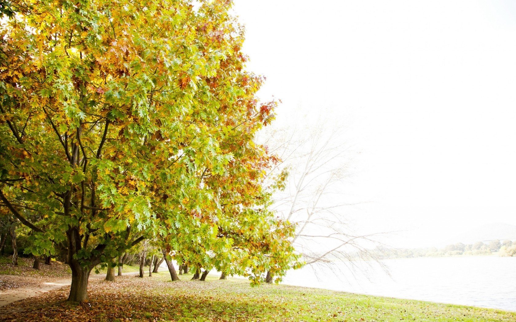 nature tree landscape