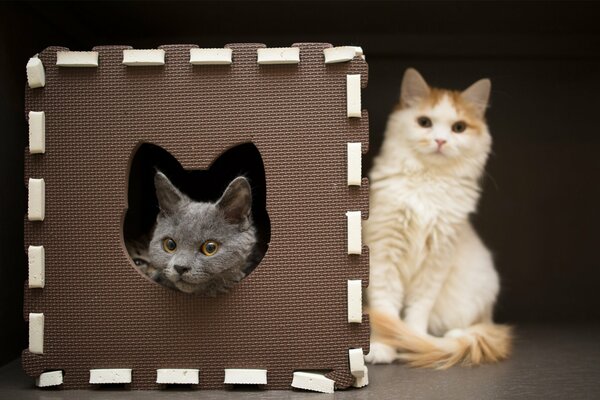 Zwei Katzen posieren für ein Foto