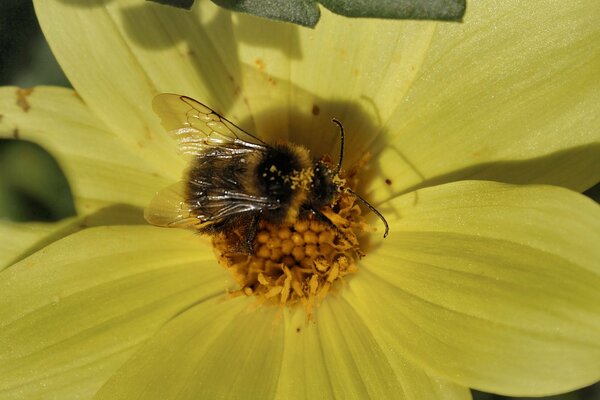 Bumblebee collects pollen from a yellow flower